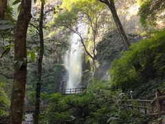 -莫里热带雨林景区
