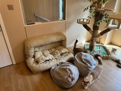 -唐小姐の私宠·宠物洗护美容·撸猫馆·购宠(周浦万达旗舰店)