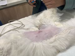 -佩兹宠物医院肿瘤专科·眼科·牙科(黄浦店)