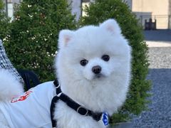 -美联众合动物医院·24h转诊中心