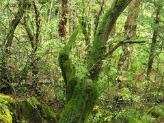 -叠溪松坪沟景区