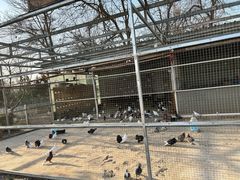 -食家鸽园