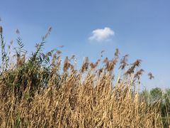 -白鹭湾湿地公园