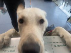 -顺强宠物诊所·狂犬免疫·夜诊·骨科(嘉定店)
