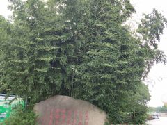 -东方绿舟景区