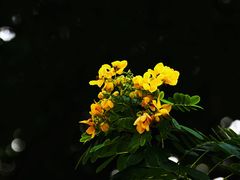 -王借岗森林公园