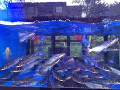 老房子民风酒楼·毗河店·婚宴(毗河店)-老房子金沙元年川菜食府·草坪婚礼(毗河店)