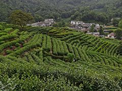 -龙井壹号·茶缘山景宴(龙井村店)