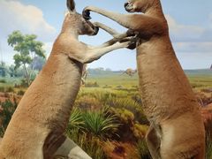 -陕西自然博物馆