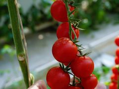 -迪茵湖田家舍生态农场