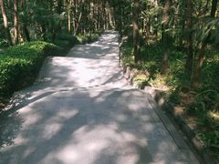 -铁山坪森林公园