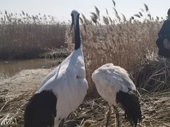-盐城丹顶鹤湿地生态旅游区