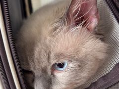 -瑞派福兴宠物医院犬猫全科·骨科·中西医结合(河东店)