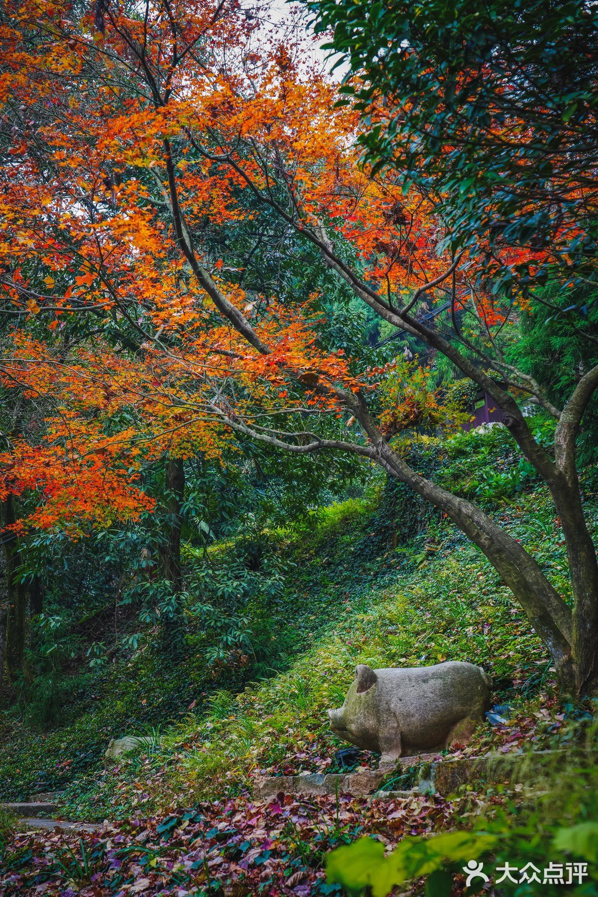 莫干山的深秋，迷人色彩惹人醉