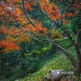 莫干山的深秋，迷人色彩惹人醉