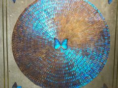 -上海昆虫博物馆