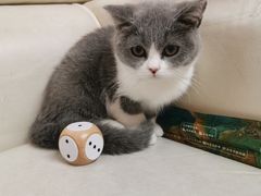 -lincat·猫舍(广州店)