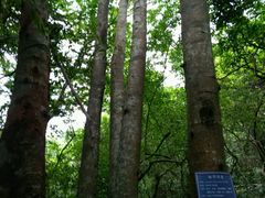 -清溪森林公园