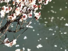 -无锡梅园公园