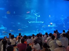 -烟台海昌鲸鲨海洋公园