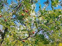 -野鸭湖国家湿地公园