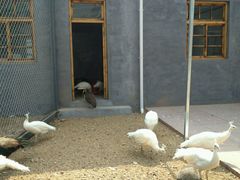 android_upload_pic-太阳部落