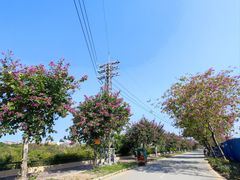 -广东花都湖国家湿地公园