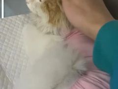 -欧奕国际动物医院