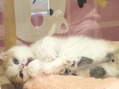 -momokira米努特·德文卷毛猫·棉花面纱犬
