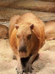 -Zoolung Zoolung动物主题公园(海信广场店)