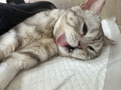-北京观赏动物医院·24小时大型综合·猫专科·异宠专科
