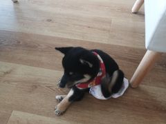 -柴犬小屋·柴餐厅·狗咖食堂(金鼎广场店)