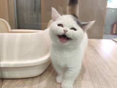 -BABIT巴比特宠物(MOMOPARK店)