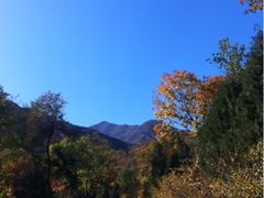 秋天枫叶红了-北京鹫峰国家森林公园