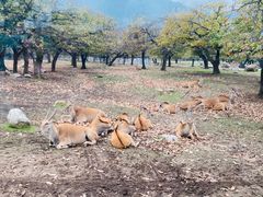 -西安秦岭野生动物园