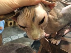 -more than meow吴止猫主题餐厅(承德 中船汇店)