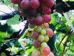 -北京张裕爱斐堡酒庄