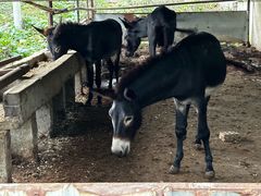 -元鼎宝驴香·全驴宴(江宁店)