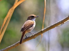 -白鹭湾湿地公园