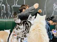 -安格丽娜·狗咖·猫咖羊驼咖(春熙路百盛商场店)