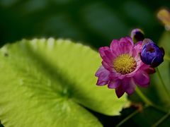 -国家植物园南园