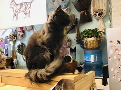 -平行世界·猫咖(首经贸店)