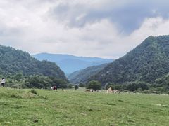 -狮子沟牧场