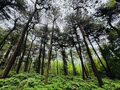 -铁山坪森林公园