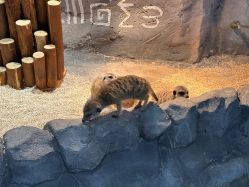 -Zoolung Zoolung动物主题公园(海信广场店)