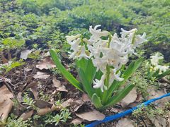 -上海鲜花港