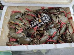 -瑞丽活螃蟹(芒市店)
