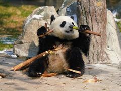 -卧龙中华大熊猫苑神树坪基地