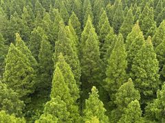 -黄海国家森林公园