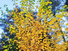 -五营红松林海景区